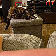 Mira joined the competition — help win amazing prizes! animal, cat, cozy, decor, figurines, furniture, gray_fabric, home, indoor, living_room, media_console, ottoman, pet, relaxed, resting, santa_claus, snowman, television, tortoiseshell_cat, wood_floor