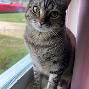 Andromeda is registered to the contest to win money with this photo: cat, tabby_cat, windowsill, window, curious, pet, feline, indoor, animal, looking_out, pink_curtain, natural_light, blurred_background, red_car, whiskers, ears, fur, close_up, domestic_cat, sitting