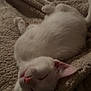 Tofu joined the competition — help win amazing prizes! animal, blanket, cat, close_up, cozy, cute, domestic_cat, ears, feline, fur, indoor, nap, pet, pink_nose, relaxed, resting, sleeping, soft, whiskers, white_cat
