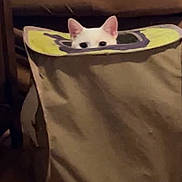 Tofu joined the competition — help win amazing prizes! animal, cat, container, cozy, curiosity, curious, cute, ears, eyes, fabric, floor, furniture, hiding, home, indoor, peeking, pet, playful, white_cat, wood_floor