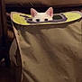 animal, cat, container, cozy, curiosity, curious, cute, ears, eyes, fabric, floor, furniture, hiding, home, indoor, peeking, pet, playful, white_cat, wood_floor