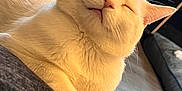 Tofu is registered to the contest to win money with this photo: animal, cat, closeup, content, cozy, cute, domestic, feline, fluffy, fur, indoor, mammal, paw, pet, relaxed, resting, sleepy, soft, whiskers, white_cat
