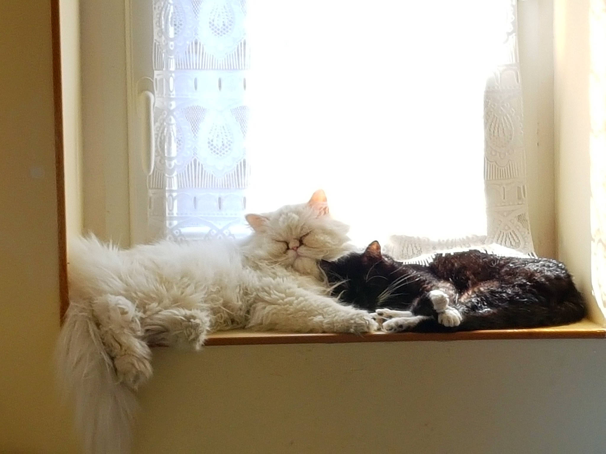 Nala a rejoint le concours — aidez-le/la à gagner de superbes lots ! carnivore, cat, comfort, couch, domestic_short_haired_cat, felidae, flooring, grey, hardwood, interior_design, linens, room, small_to_medium_sized_cats, tail, textile, whiskers, window, window_covering, window_treatment, wood