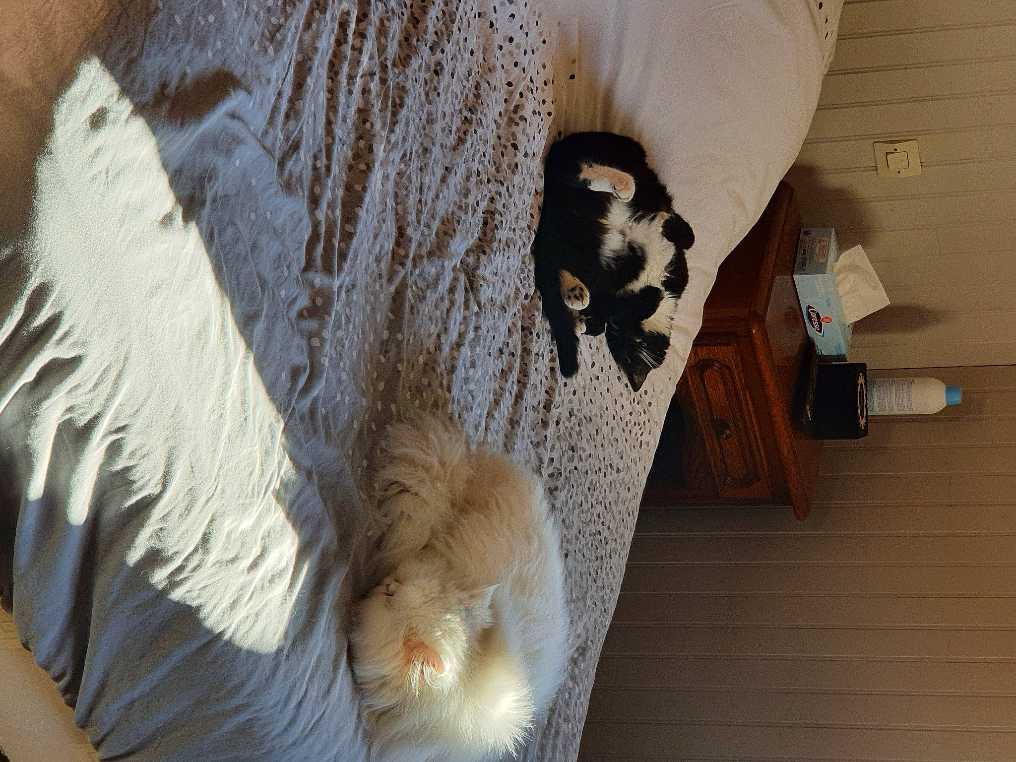 Nala participe au concours pour gagner de l'argent avec cette photo : carnivore, cat, comfort, companion_dog, dog_breed, domestic_short_haired_cat, fawn, felidae, flooring, fur, hardwood, linens, plywood, room, small_to_medium_sized_cats, tail, toy, whiskers, wood, wool