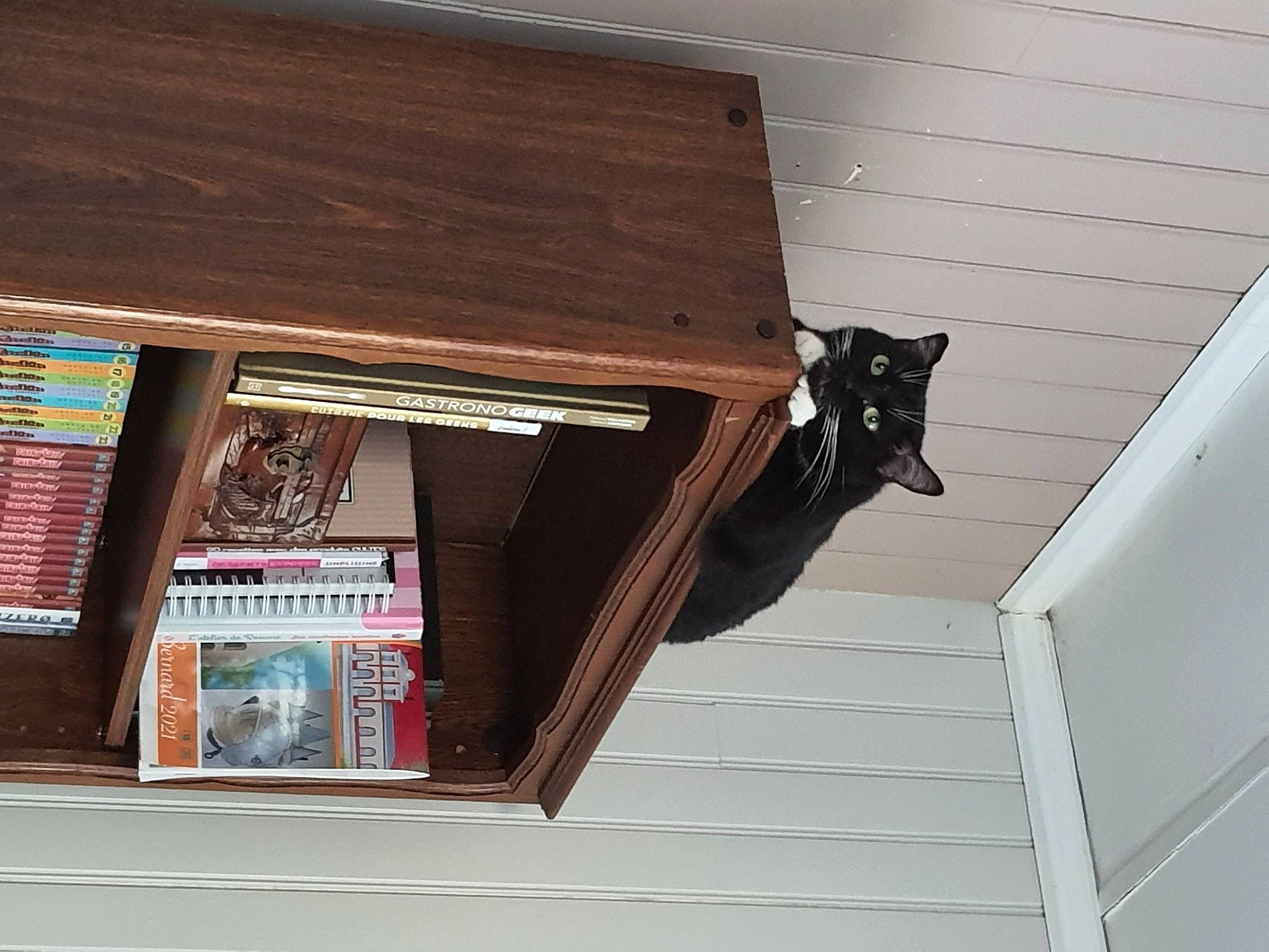 Nala participe au concours pour gagner de l'argent avec cette photo : brown, cat, facade, felidae, fixture, hardwood, molding, plywood, publication, rectangle, room, sash_window, shade, shelving, siding, tail, tints_and_shades, window, wood, wood_stain