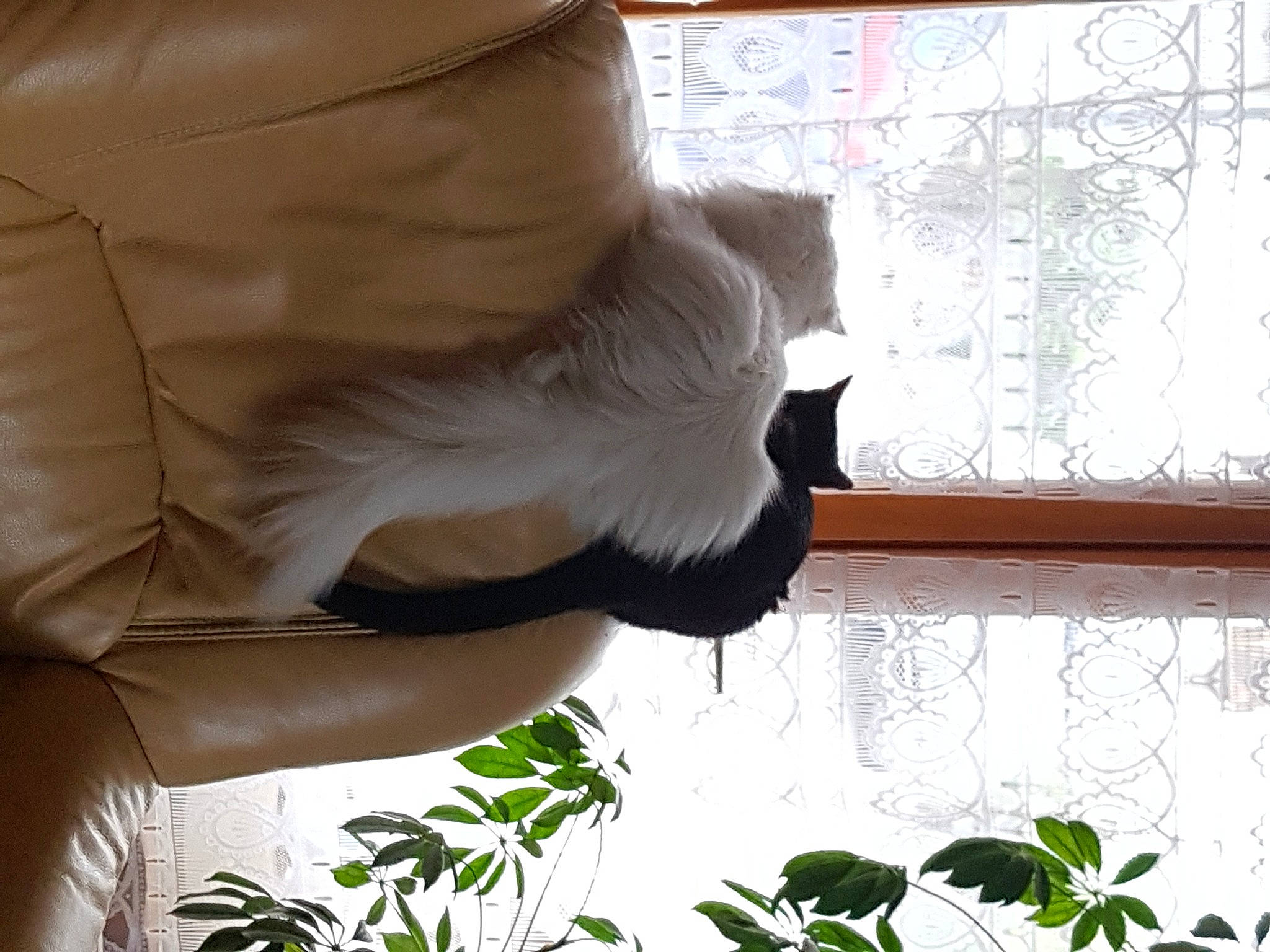 Pouki participe au concours pour gagner de l'argent avec cette photo : art, felidae, fur, grass, human_leg, linens, plant, room, sculpture, tail, tints_and_shades, white