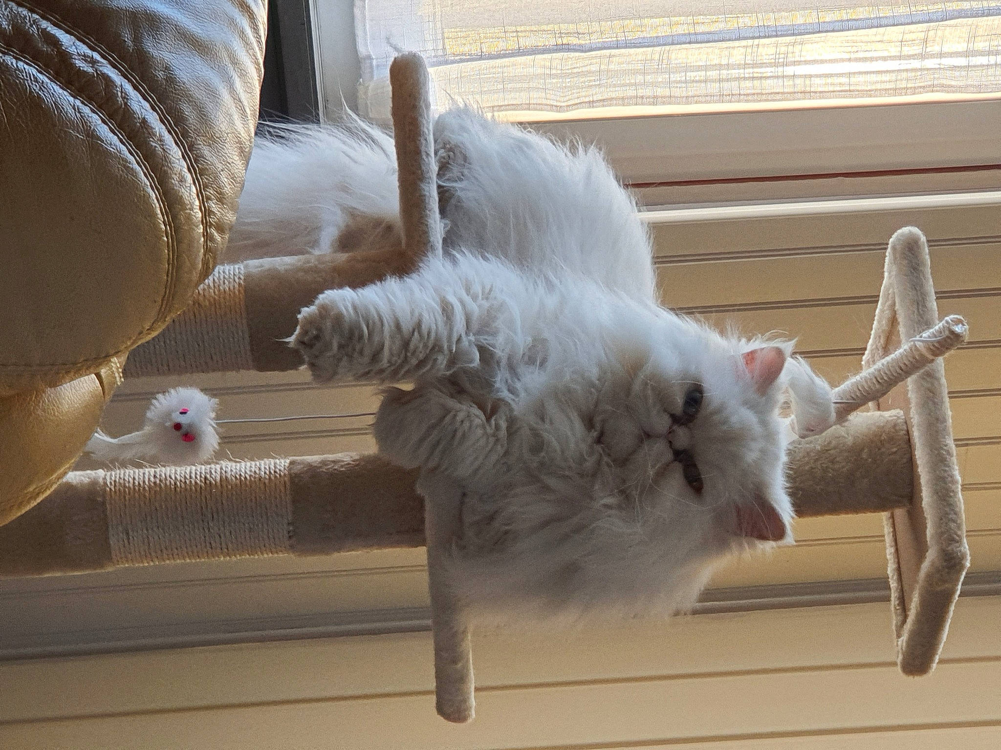 Pouki a rejoint le concours — aidez-le/la à gagner de superbes lots ! carnivore, cat, claw, comfort, domestic_short_haired_cat, fawn, felidae, flooring, fur, mammal, paw, small_to_medium_sized_cats, tail, textile, vertebrate, whiskers, window, wood, wool