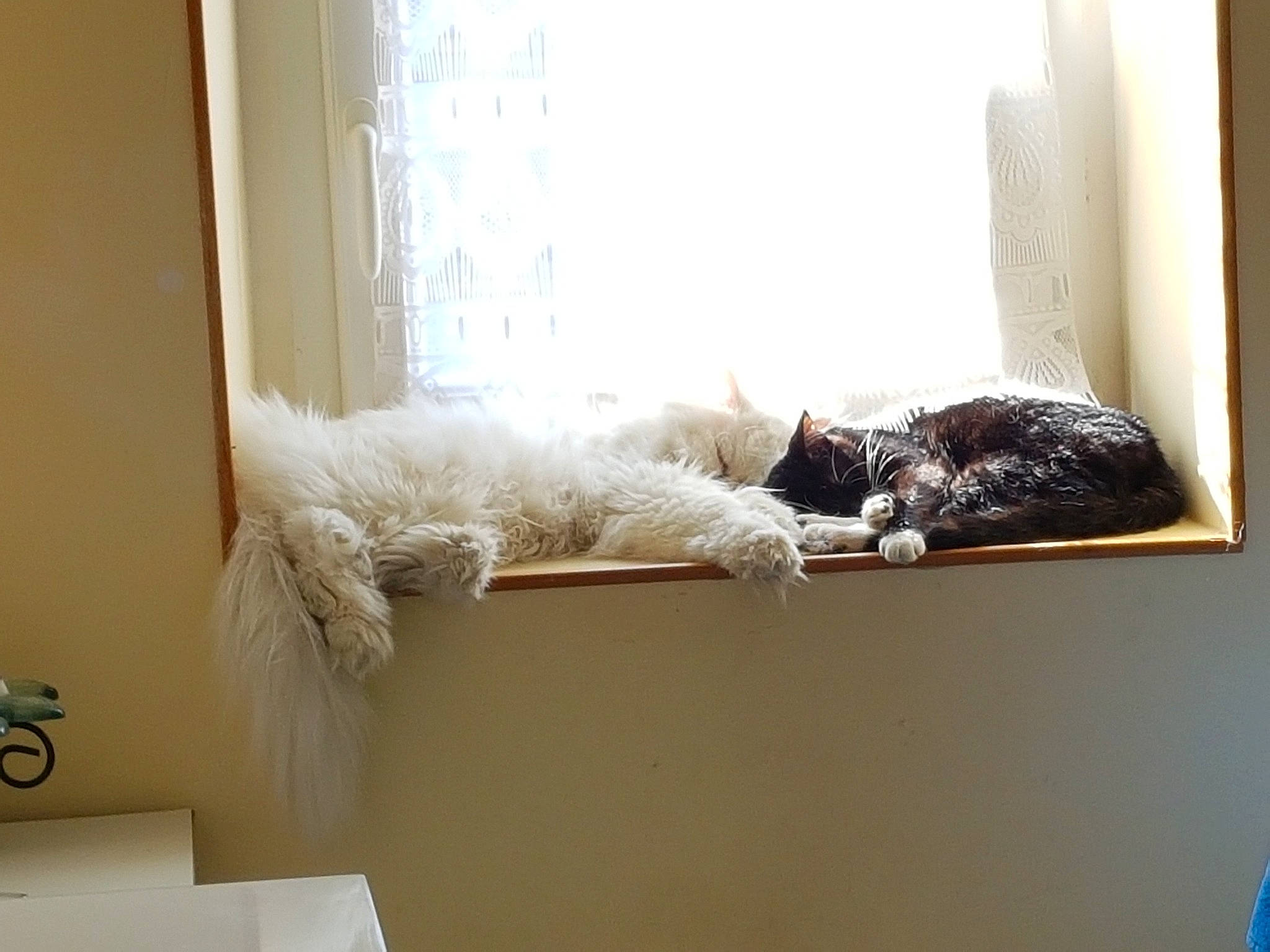 Pouki a rejoint le concours — aidez-le/la à gagner de superbes lots ! carnivore, cat, comfort, couch, curtain, felidae, flooring, fur, grey, hardwood, interior_design, linens, living_room, small_to_medium_sized_cats, tail, whiskers, window, window_covering, window_treatment, wood