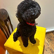 Lulu participe au concours pour gagner de l'argent avec cette photo : animal, canine, dog, dogbed, furniture, pet, poodle, puppy, terrier