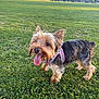Chloe is registered to the contest to win money with this photo: dog, small_dog, yorkshire_terrier, grass, field, outdoor, sunlight, panting, happy, pet, animal, fur, ears, tongue, harness, nature, daylight, greenery, walking, playful