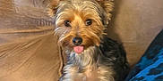 Chloe is registered to the contest to win money with this photo: dog, small_dog, yorkshire_terrier, couch, blanket, cozy, tongue_out, pet, fur, ears, indoor, home, cute, animal, relaxed, comfort, furry, sitting, companion, friendly