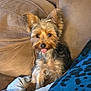 dog, small_dog, yorkshire_terrier, couch, blanket, cozy, tongue_out, pet, fur, ears, indoor, home, cute, animal, relaxed, comfort, furry, sitting, companion, friendly