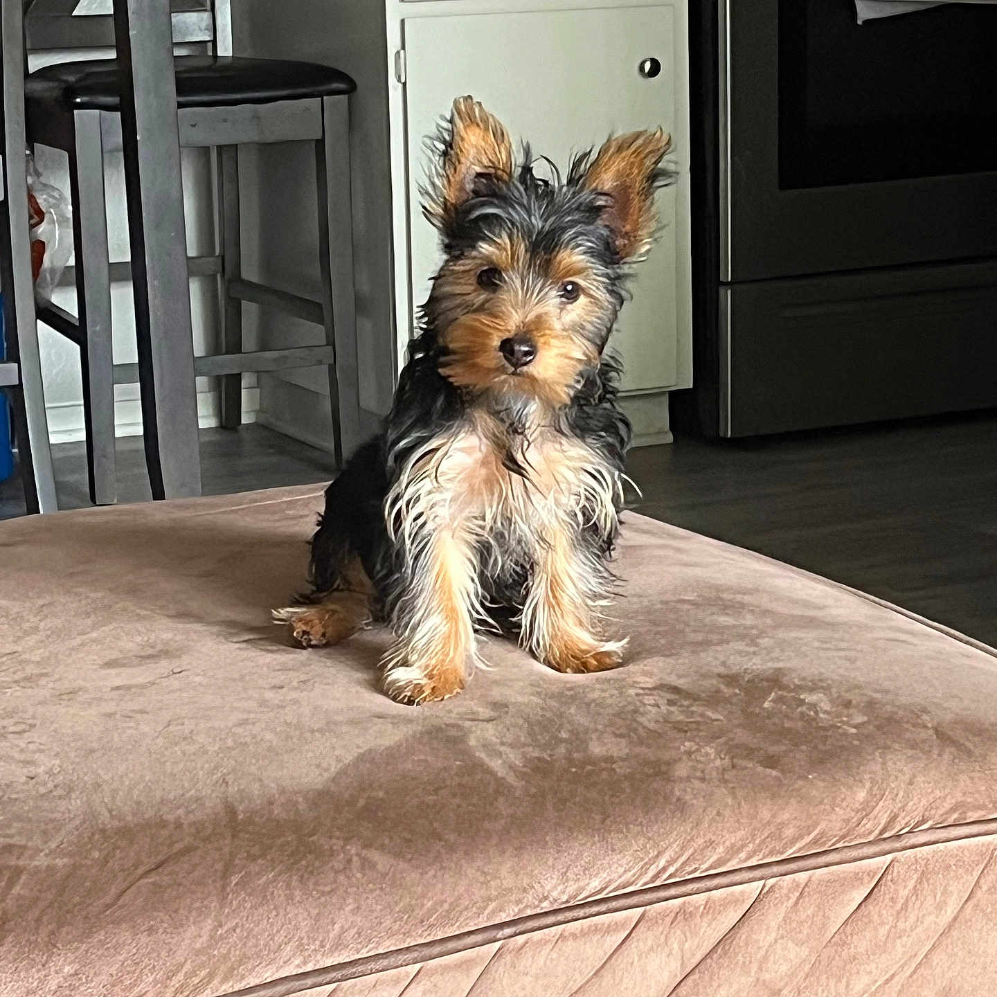 Chloe joined the competition — help win amazing prizes! animal, cabinet, companion, curious, cute, dog, domestic, ears, floor, fur, furniture, indoors, kitchen, ottoman, pet, puppy, sitting, small_dog, stool, young