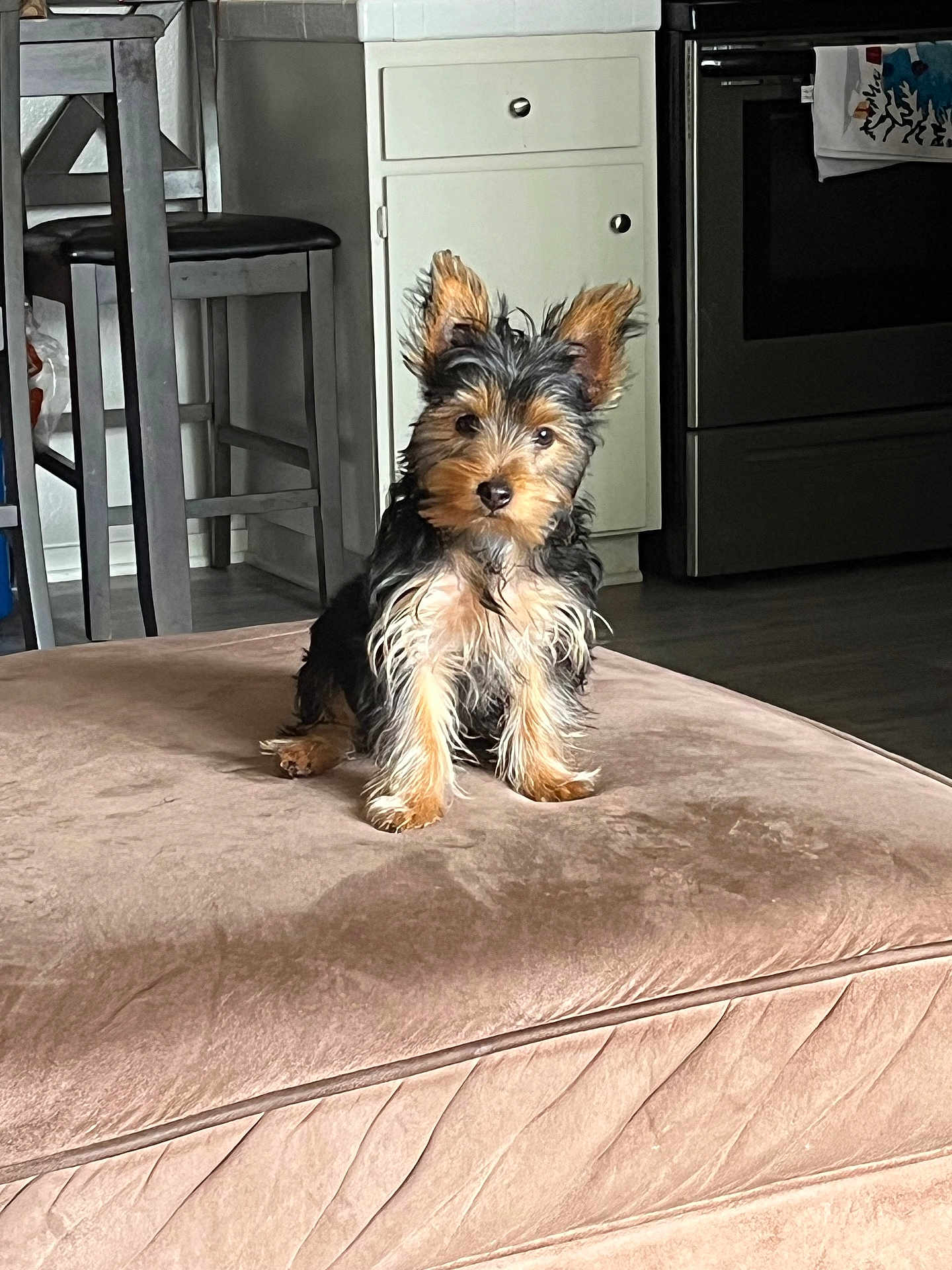 Chloe joined the competition — help win amazing prizes! animal, cabinet, companion, curious, cute, dog, domestic, ears, floor, fur, furniture, indoors, kitchen, ottoman, pet, puppy, sitting, small_dog, stool, young