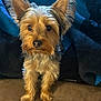Chloe is registered to the contest to win money with this photo: dog, small_dog, cute, ears, fur, blanket, blue_blanket, black_blanket, couch, pet, animal, indoors, looking_at_camera, curious, fluffy, brown_fur, black_fur, face, legs, paw