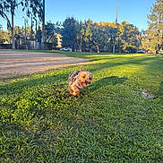 Chloe joined the competition — help win amazing prizes! dog, small_dog, grass, park, outdoor, sunny, daylight, trees, greenery, running, happy, pet, animal, nature, playful, canine, joyful, field, sky, sunlight