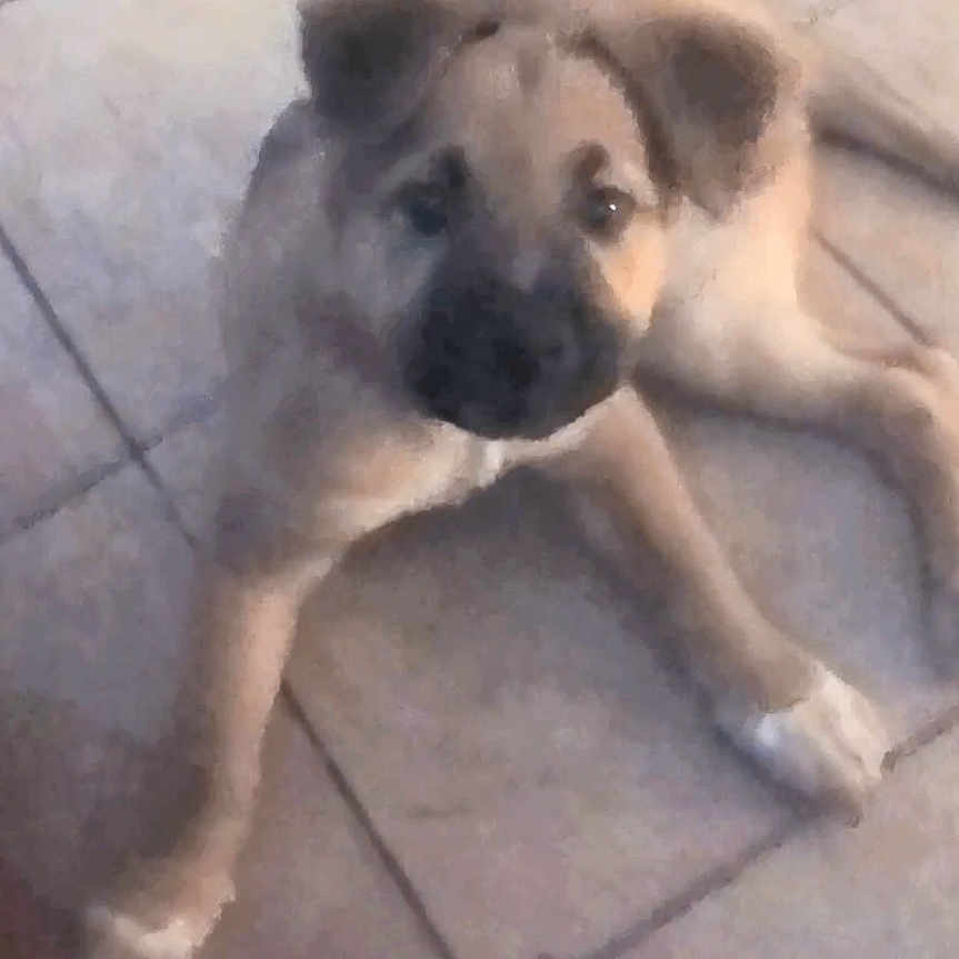 Bolo is registered to the contest to win money with this photo: black_muzzle, blurry, brown_fur, cute, dog, ears, eye_contact, floor, indoor, looking_up, lying_down, paws, pet, portrait, puppy, sitting, tile_floor, tilted_camera, whiskers, young