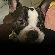 Butch joined the competition — help win amazing prizes! dog, boston_terrier, close_up, pet, indoor, living_room, couch, resting, ears, face, nose, animal, fur, brown, white, paw, relax, cute, companion, portrait