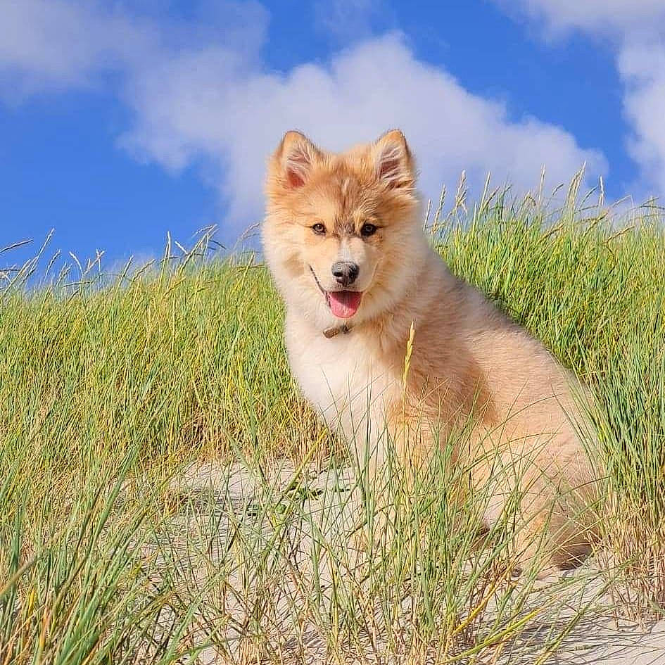 Rajah participe au concours pour gagner de l'argent avec cette photo : big_cats, carnivore, cloud, dog_breed, ecoregion, fawn, felidae, fur, grass, grass_family, grassland, landscape, natural_landscape, plant, prairie, sky, snout, tail, terrestrial_animal, whiskers