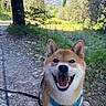 Yuna participe au concours pour gagner de l'argent avec cette photo : dog, shiba_inu, smiling, outdoor, trail, harness, greenery, trees, rocks, nature, sunlight, leash, happy, pet, canine, forest, scenic, background, walking, animal