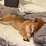 Yuna a rejoint le concours — aidez-le/la à gagner de superbes lots ! dog, shiba_inu, sleeping, bed, pillow, blanket, indoor, resting, cozy, fur, pet, animal, cute, relaxing, home, canine, comfort, domestic, quiet, nap