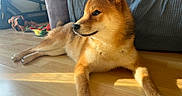 Yuna a rejoint le concours — aidez-le/la à gagner de superbes lots ! dog, shiba_inu, pet, indoor, wooden_floor, couch, sunlight, relaxing, toys, scooter, fur, canine, animal, side_view, domestic, home, resting, playful, cozy, looking_away