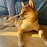 dog, shiba_inu, pet, indoor, wooden_floor, couch, sunlight, relaxing, toys, scooter, fur, canine, animal, side_view, domestic, home, resting, playful, cozy, looking_away