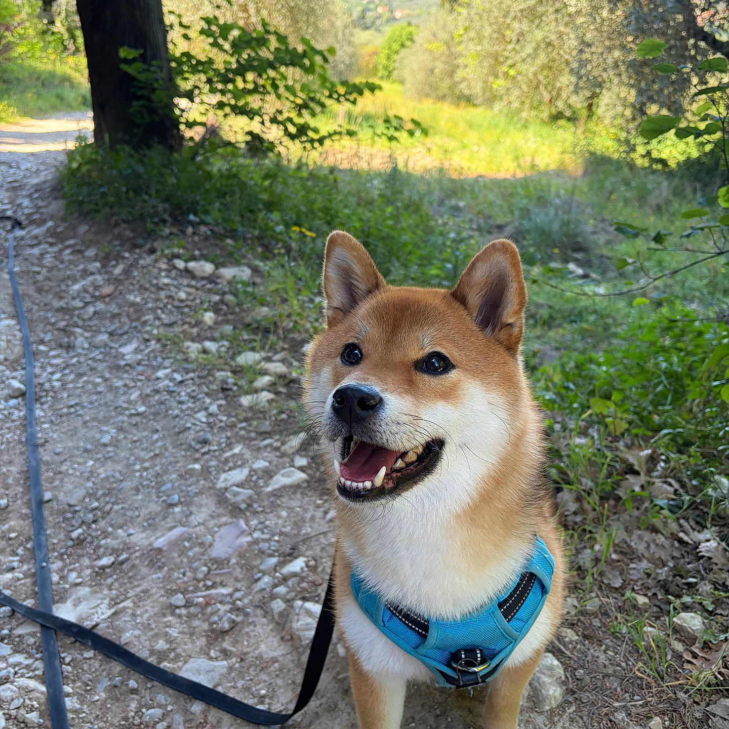 Yuna a rejoint le concours — aidez-le/la à gagner de superbes lots ! dog, shiba_inu, harness, leash, outdoor, nature, trail, trees, greenery, rocks, happy, smiling, pet, canine, forest, sunlight, scenic, walk, animal, adventure