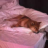 Yuna participe au concours pour gagner de l'argent avec cette photo : dog, bed, blanket, pillow, sleeping, indoor, pet, fur, resting, cozy, canine, home, comfort, animal, relaxation, mammal, quiet, domestic, sleep, fur_texture
