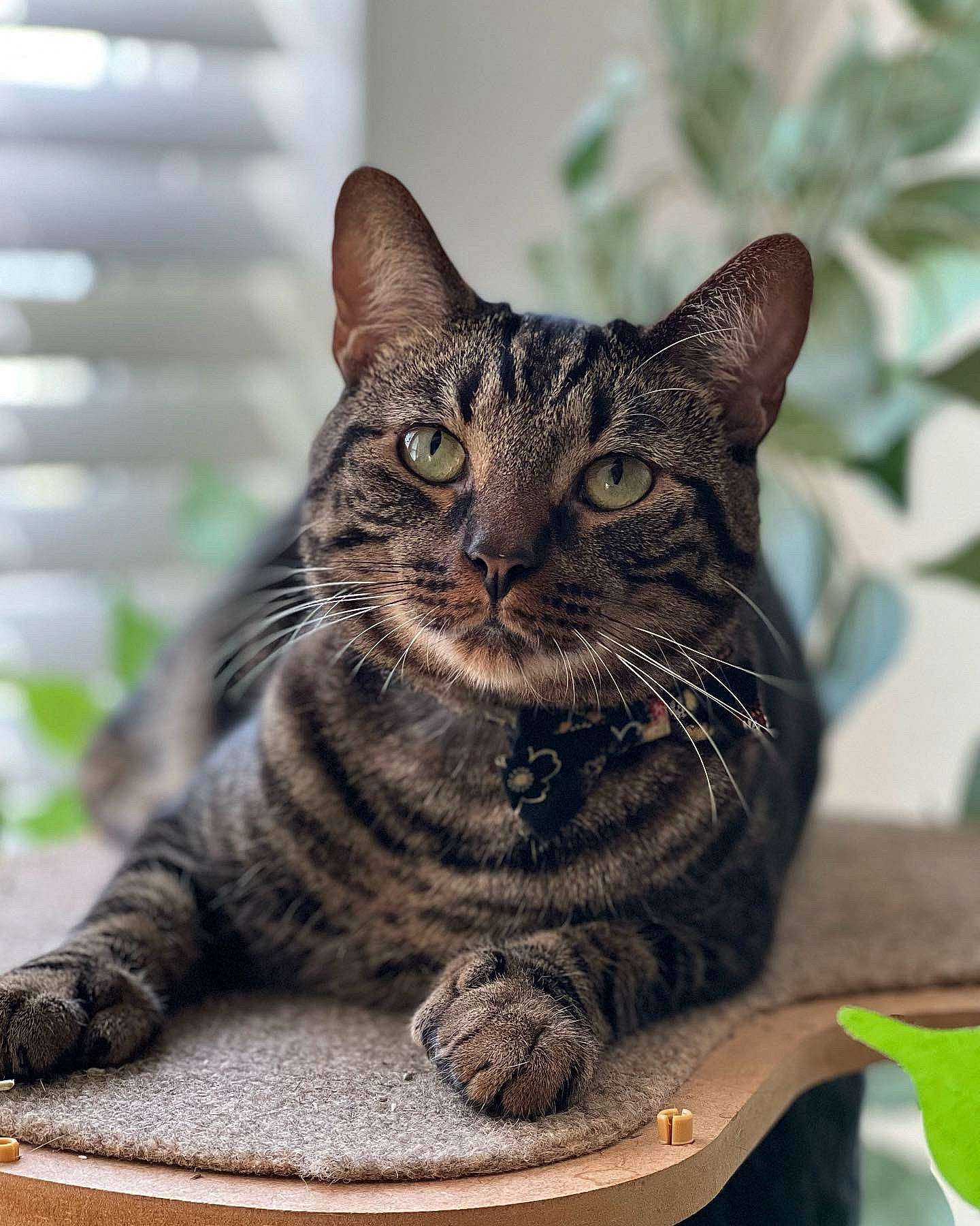 Otto is registered to the contest to win money with this photo: carnivore, cat, domestic_short_haired_cat, eye, felidae, fur, grass, paw, sitting, small_to_medium_sized_cats, snout, terrestrial_animal, tree, whiskers, wildlife, window