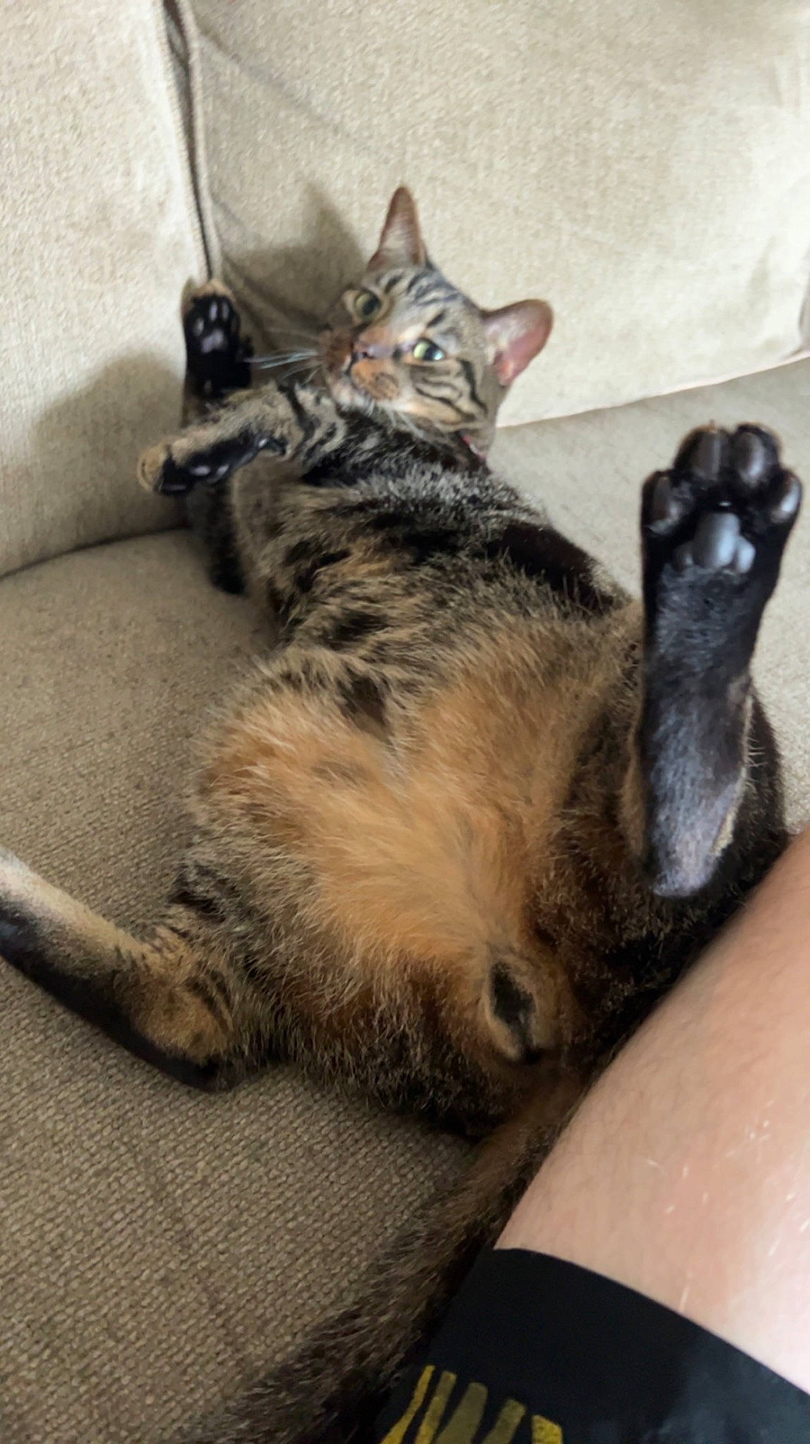 Otto is registered to the contest to win money with this photo: carnivore, cat, claw, comfort, dog_breed, domestic_short_haired_cat, eye, felidae, foot, fur, gesture, human_leg, lap, paw, sitting, small_to_medium_sized_cats, snout, tail, thigh, whiskers