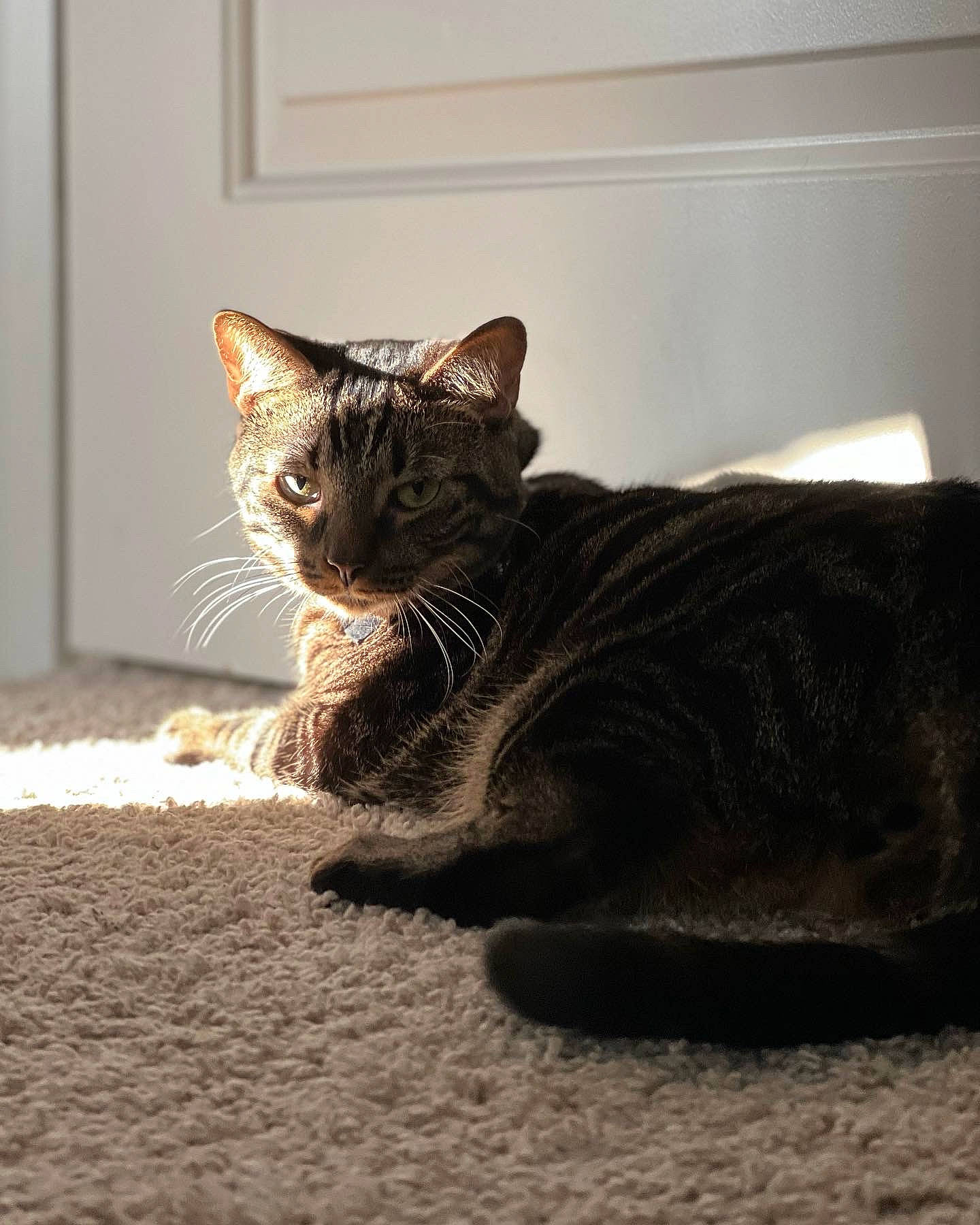 Otto is registered to the contest to win money with this photo: carnivore, cat, claw, comfort, domestic_short_haired_cat, felidae, flooring, fur, grey, monochrome_photography, paw, shadow, sitting, small_to_medium_sized_cats, snout, tail, terrestrial_animal, whiskers, window, wood