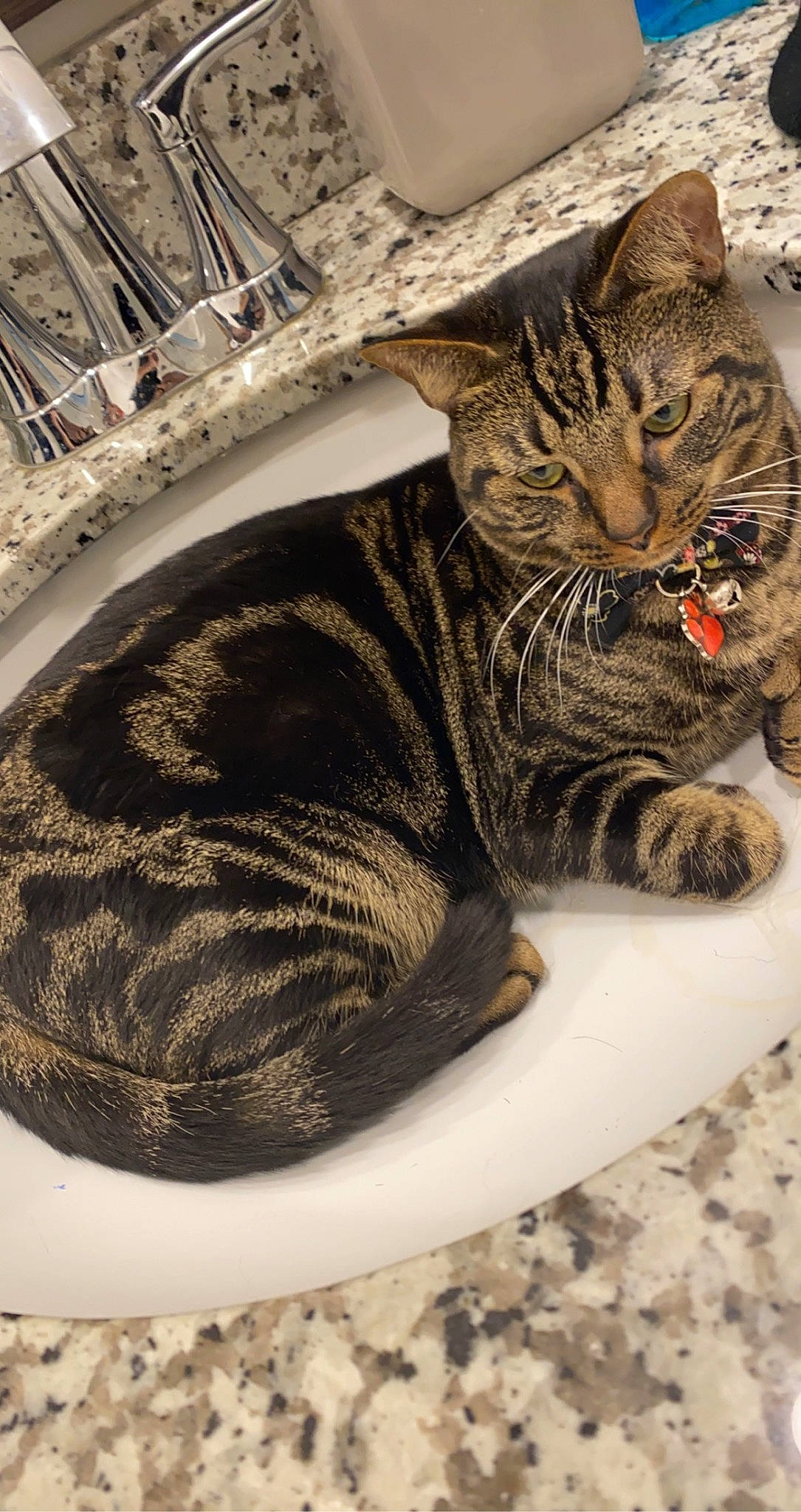 Otto is registered to the contest to win money with this photo: carnivore, cat, claw, comfort, domestic_short_haired_cat, felidae, fur, pattern, paw, sitting, small_to_medium_sized_cats, snout, tail, terrestrial_animal, whiskers