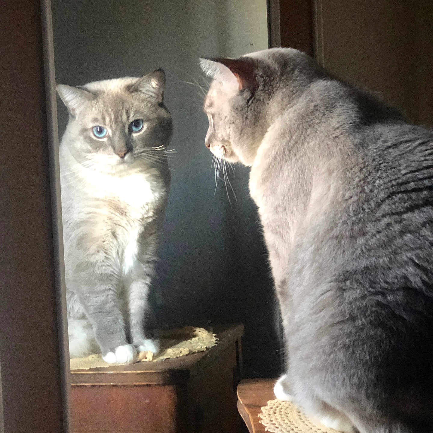 Ashez is registered to the contest to win money with this photo: animal, blue_eyes, calm, cat, close_up, cozy, doily, domestic, furniture, gray_fur, household, indoor, mirror, pet, portrait, reflection, side_view, sitting, whiskers, wooden