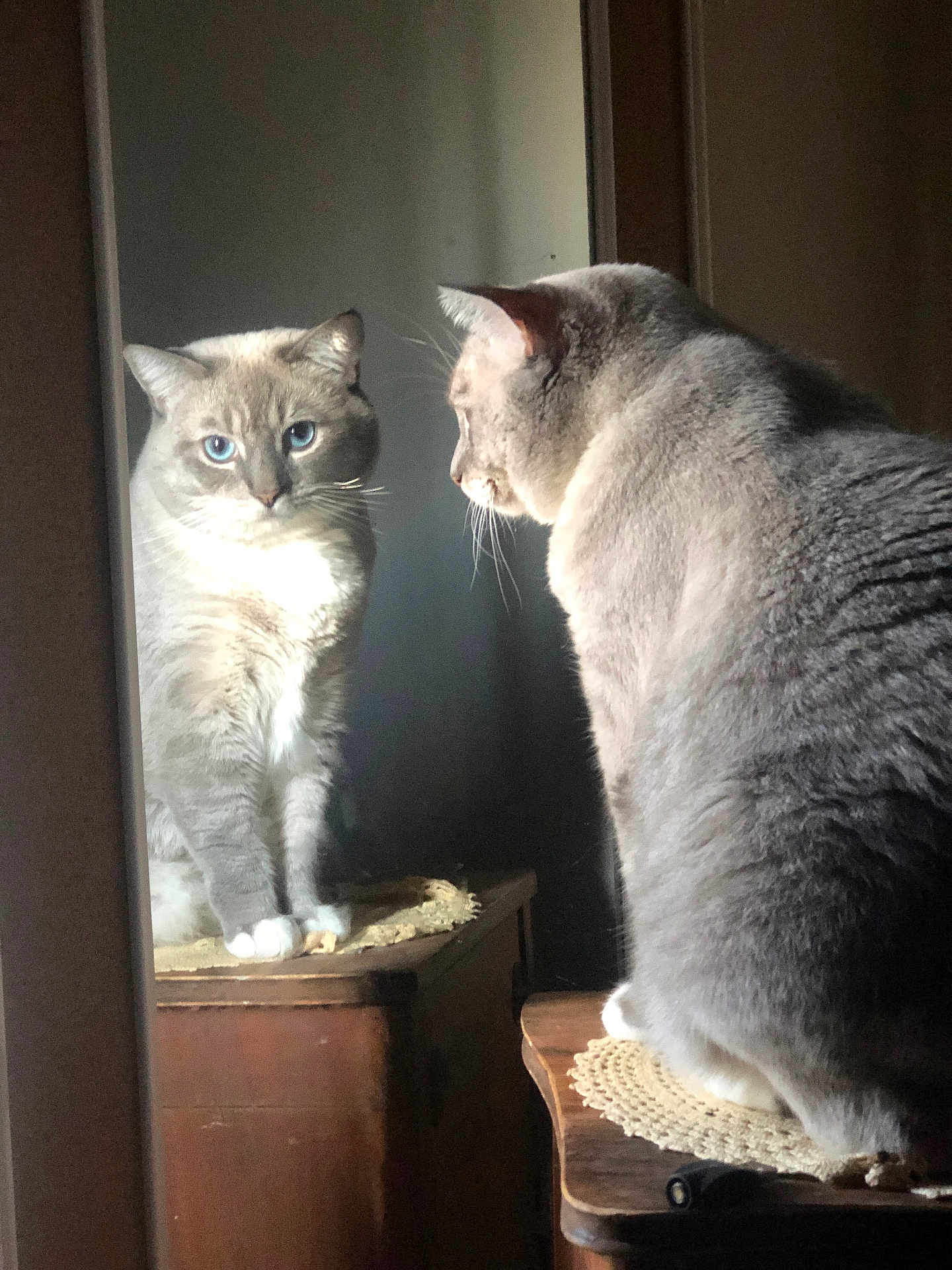 Ashez is registered to the contest to win money with this photo: cat, mirror, reflection, blue_eyes, gray_fur, furniture, doily, wooden, indoor, pet, whiskers, sitting, side_view, close_up, calm, cozy, domestic, animal, household, portrait