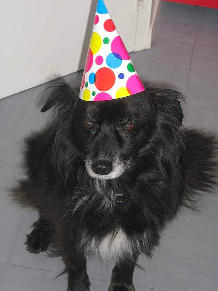 Snoopy a rejoint le concours — aidez-le/la à gagner de superbes lots ! canidae, carnivore, costume, costume_hat, dog, dog_breed, dog_clothes, hat, party_hat, party_supply, schipperke, sporting_group