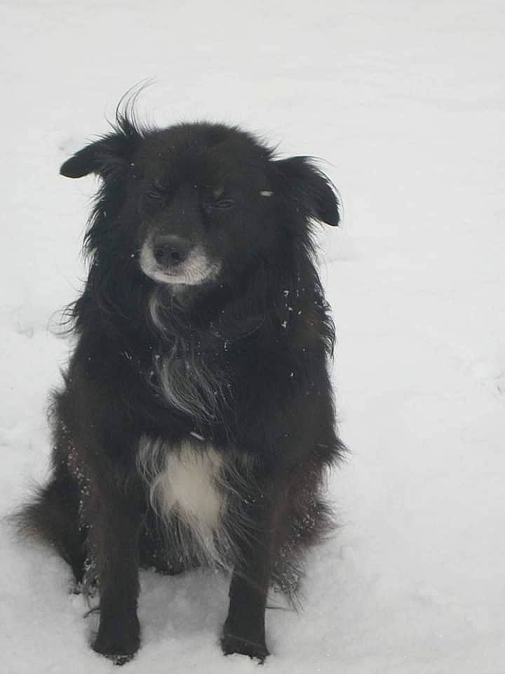 Snoopy a rejoint le concours — aidez-le/la à gagner de superbes lots ! black, border_collie, canidae, carnivore, companion_dog, croatian_sheepdog, dog, dog_breed, mudi, puppy, snout, snow, sporting_group