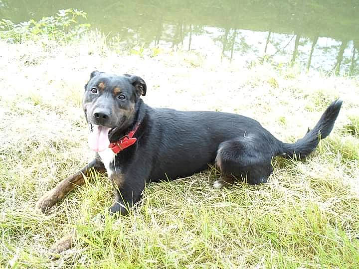 Sam a rejoint le concours — aidez-le/la à gagner de superbes lots ! american_pit_bull_terrier, canidae, canis_panther, carnivore, dog, dog_breed, mammal, snout, sporting_group, vertebrate