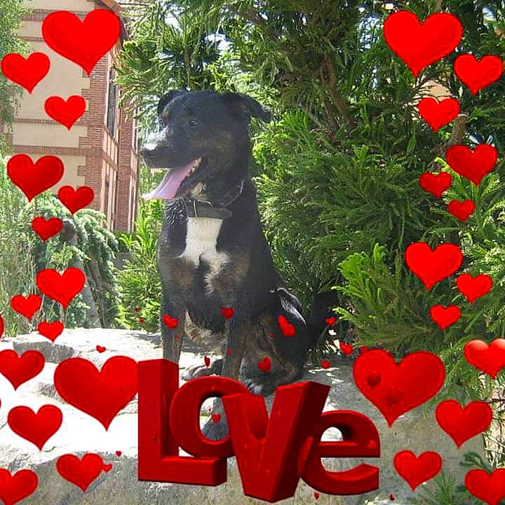 Sam a rejoint le concours — aidez-le/la à gagner de superbes lots ! canidae, carnivore, christmas, christmas_ornament, coquelicot, dog, dog_breed, flower, holiday, labrador_retriever, love, plant, poppy, puppy, red, sporting_group, valentines_day