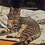 K.b. is registered to the contest to win money with this photo: animal, blanket, cat, cozy, domestic, ears, feline, foot, fur, household_items, indoor, paw_print, pet, plush_toy, relaxed, striped, tabby_cat, tail, whiskers, wooden_floor