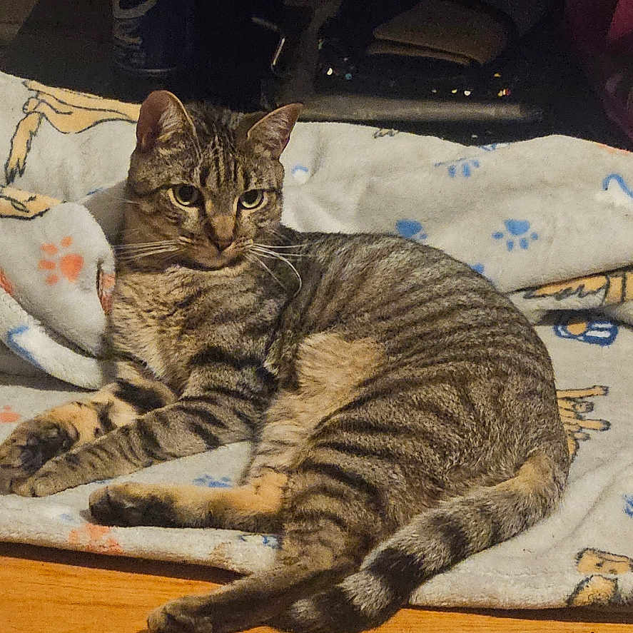 K.b.