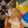 K.b. joined the competition — help win amazing prizes! animal, bed, blanket, cat, clutter, colorful, cozy, curious, dog, dresser, furniture, golden_dog, indoor, lying_down, pet, resting, room, sleeping_area, tabby_cat, wood_floor