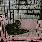 K.b. is registered to the contest to win money with this photo: animal, cage, cat, comfort, cozy, crate, cute, domestic_cat, feline, fur, household, indoor, pet, pet_bed, pink_blanket, relaxing, resting, sleepy, tabby_cat, whiskers