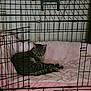 animal, cage, cat, comfort, cozy, crate, cute, domestic_cat, feline, fur, household, indoor, pet, pet_bed, pink_blanket, relaxing, resting, sleepy, tabby_cat, whiskers