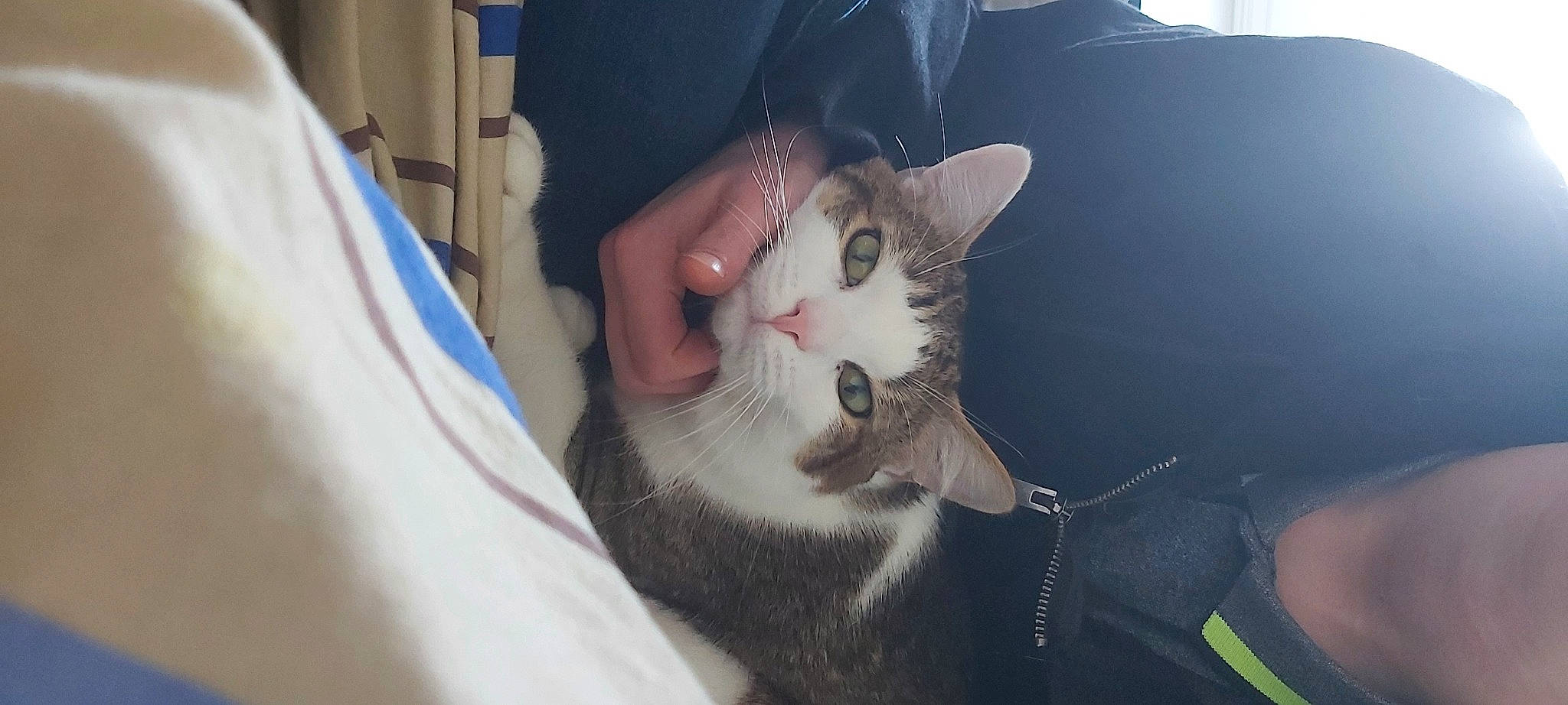 Crapule participe au concours pour gagner de l'argent avec cette photo : carnivore, cat, collar, comfort, domestic_short_haired_cat, ear, elbow, felidae, fur, gesture, nail, paw, small_to_medium_sized_cats, whiskers, wrist