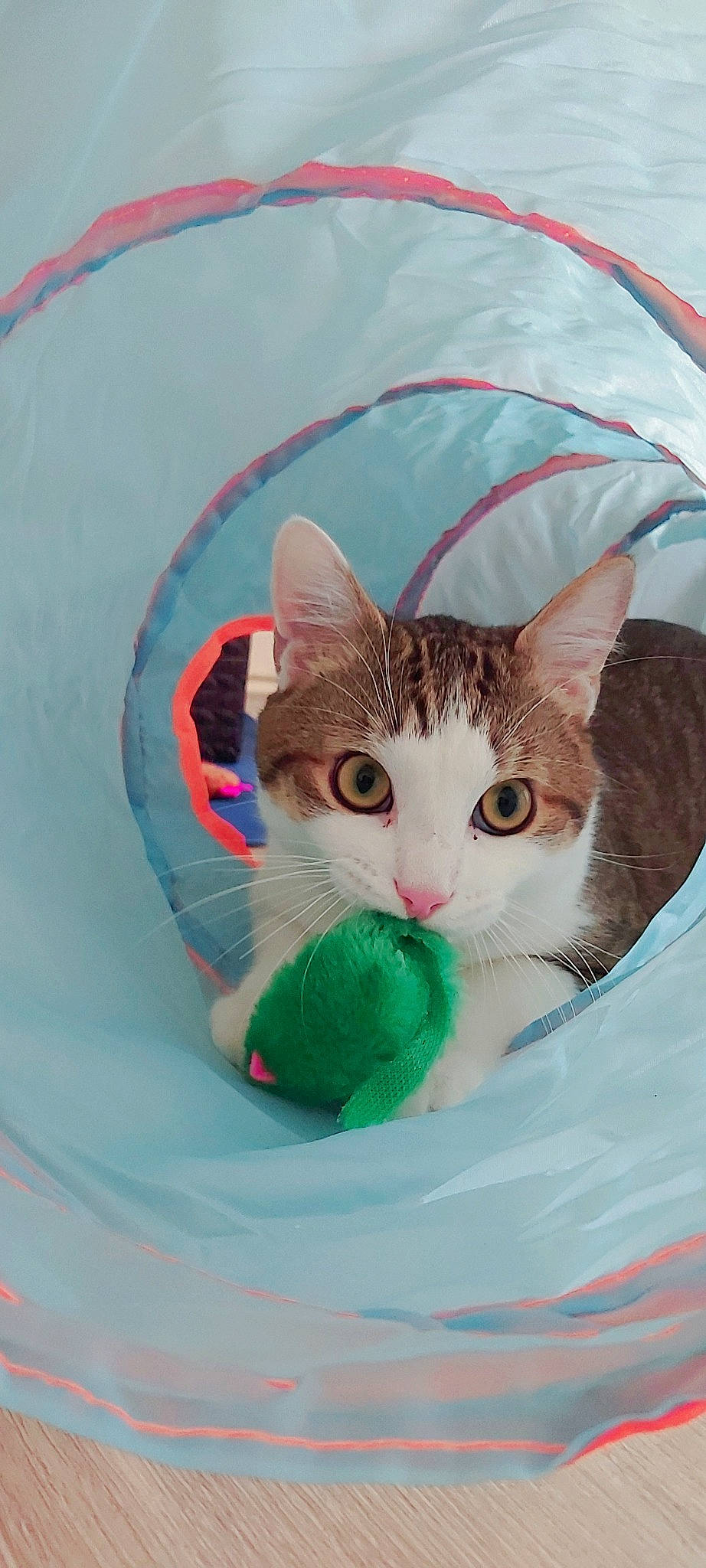 Crapule participe au concours pour gagner de l'argent avec cette photo : art, basket, box, carnivore, cat, circle, domestic_short_haired_cat, eye, fashion_accessory, fawn, felidae, fur, grass, mammal, small_to_medium_sized_cats, snout, tree, vertebrate, whiskers, window