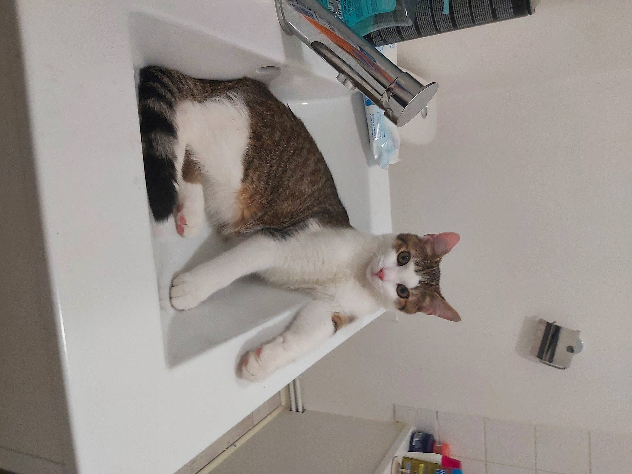 Crapule a rejoint le concours — aidez-le/la à gagner de superbes lots ! carnivore, cat, ceiling, domestic_short_haired_cat, fawn, felidae, fur, hardwood, paw, pet_supply, room, small_to_medium_sized_cats, tail, whiskers, wood