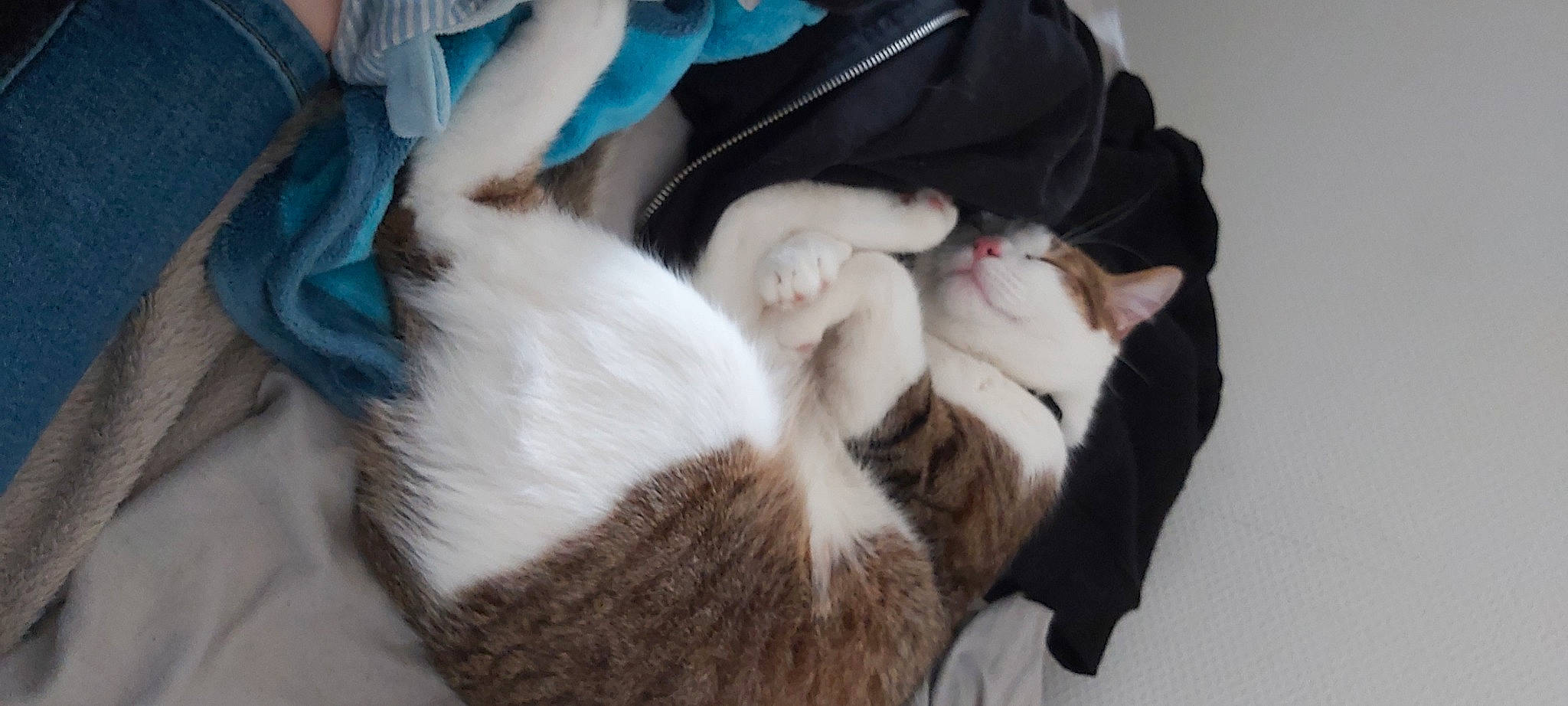 Crapule participe au concours pour gagner de l'argent avec cette photo : carnivore, cat, claw, comfort, dog_breed, domestic_short_haired_cat, electric_blue, felidae, fur, nap, natural_material, paw, small_to_medium_sized_cats, tail, whiskers