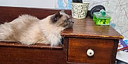 Jethro is registered to the contest to win money with this photo: cat, fluffy, wooden_cabinet, resting, map, indoor, household_items, relaxed, furniture, pet, animal, domestic, cozy, side_view, tabletop, drawer, knob, container, phone, stationery
