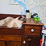 cat, fluffy, wooden_cabinet, resting, map, indoor, household_items, relaxed, furniture, pet, animal, domestic, cozy, side_view, tabletop, drawer, knob, container, phone, stationery